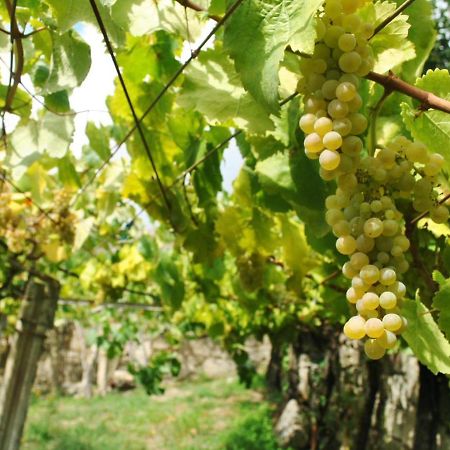 Pazo De Almuina ξενώνας Arbo Εξωτερικό φωτογραφία